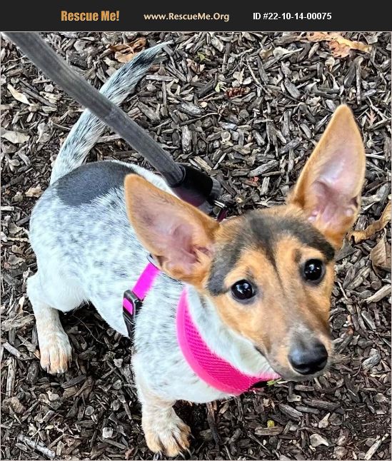 ADOPT 22101400075 Dachshund Rescue Monmouth County, NJ