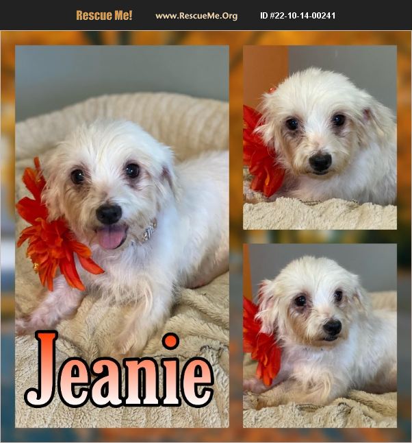 ADOPT 22101400241 ~ Maltese Rescue ~ Hatfield, PA