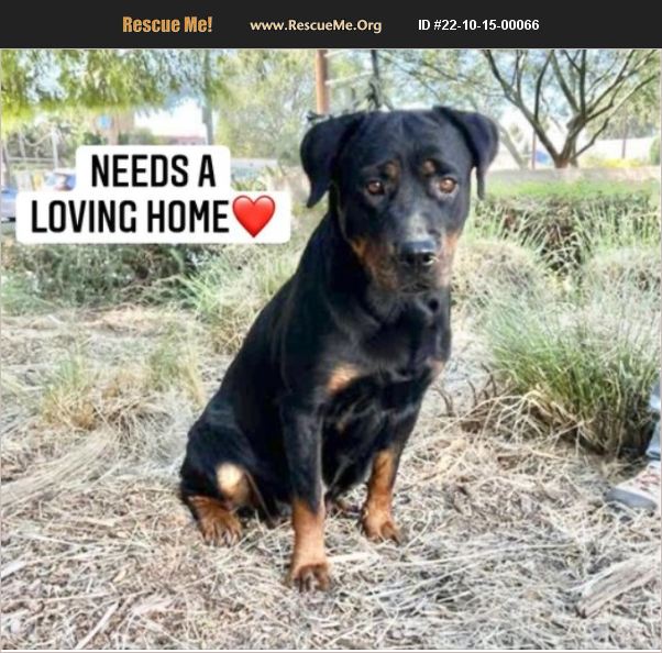 ADOPT 22101500066 Rottweiler Rescue Van Nuys, CA