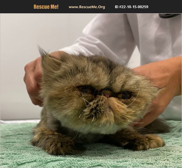 ADOPT 22101500259 Persian Rescue Waxhaw, NC