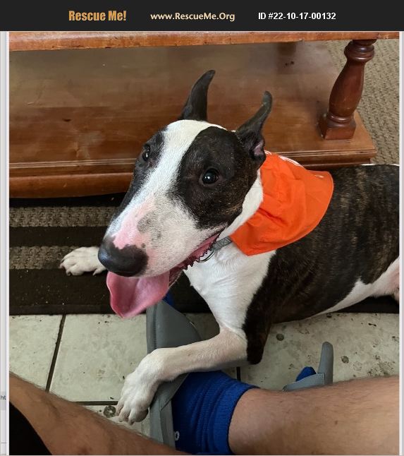 ADOPT 22101700132 Bull Terrier Rescue Austin, TX