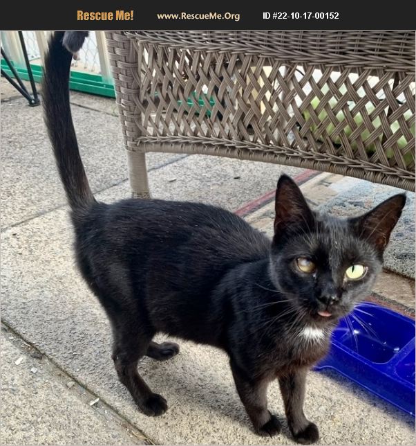 ADOPT 22101700152 Domestic Cat Rescue Lancaster, PA