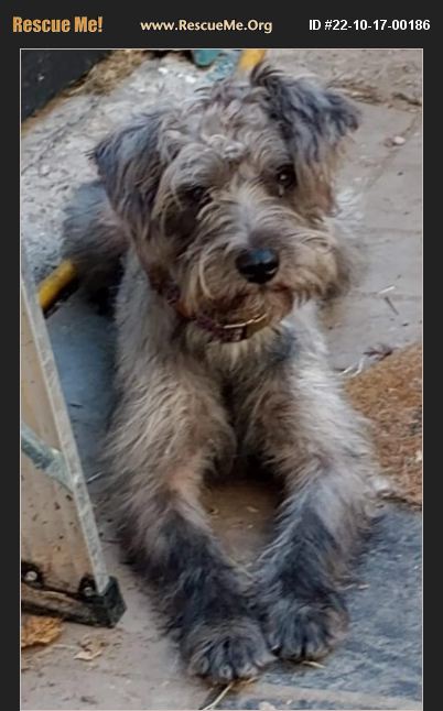 Adopt 22101700186 ~ Schnauzer Rescue ~ Dallas, Tx