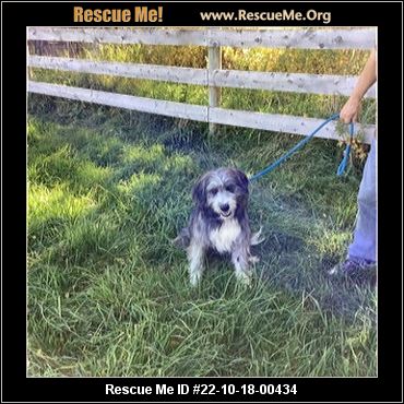 - Wyoming Dog Rescue - Adoptions - Rescue Me!