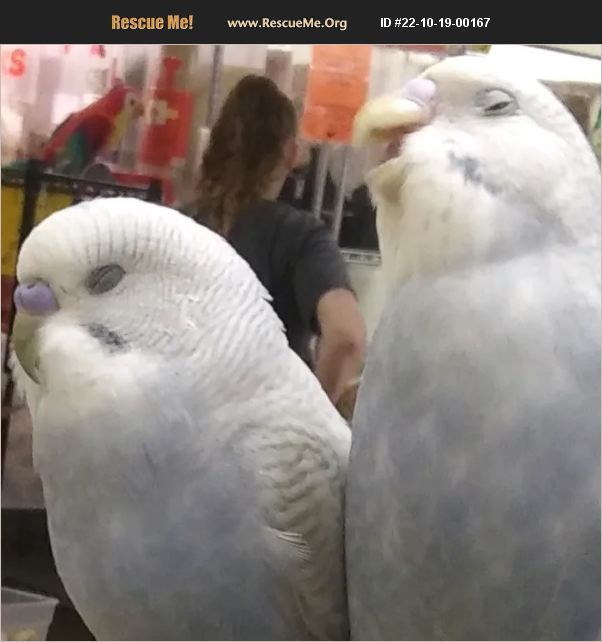 ADOPT 22101900167 Pet Bird Rescue Austin, TX