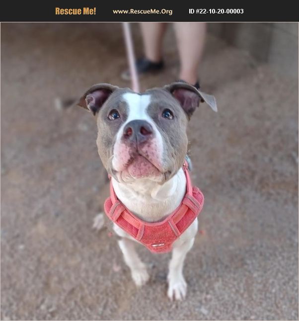 ADOPT 22102000003 Pit Bull Rescue Tucson, AZ
