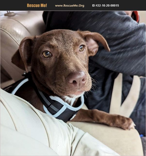 ADOPT 22102000015 Lab Rescue Roseburg, OR