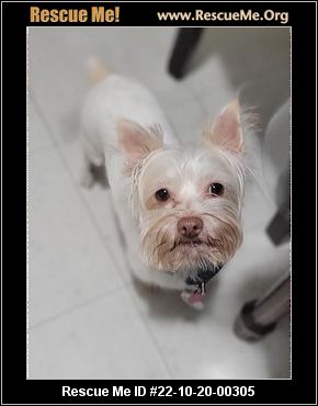 - California Westie Rescue - ADOPTIONS - Rescue Me!