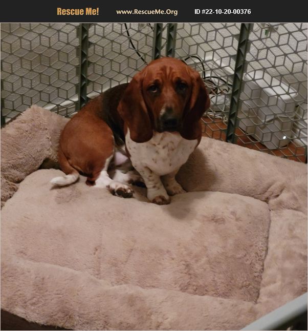 ADOPT 22102000376 Basset Hound Rescue River Ridge, LA