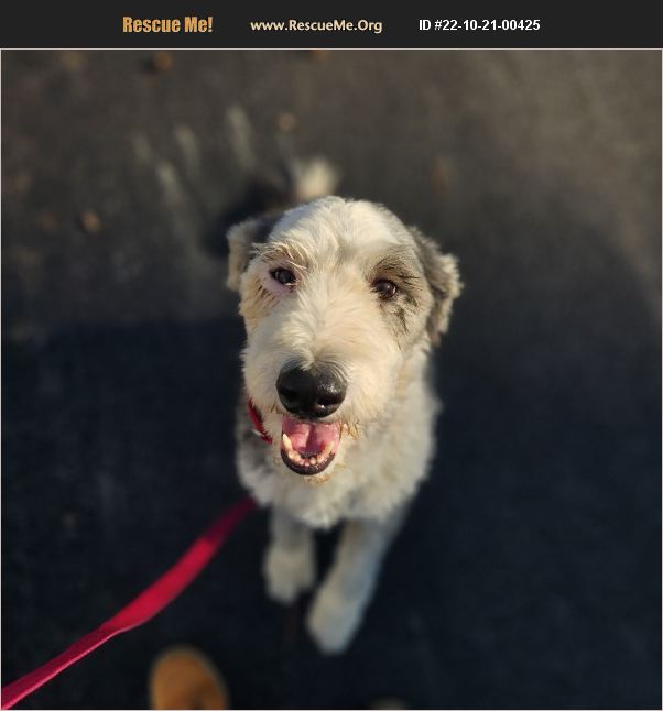 ADOPT 22102100425 ~ Old English Sheepdog Rescue ~ Williston, VT