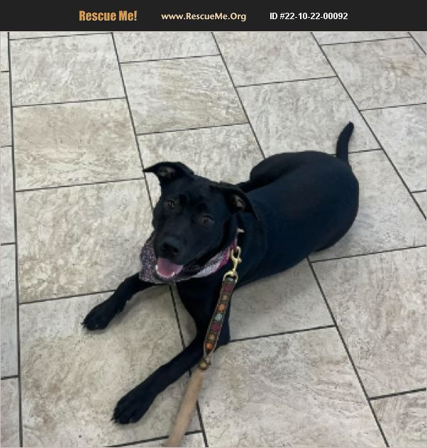 ADOPT 22102200092 Lab Rescue west creek, NJ