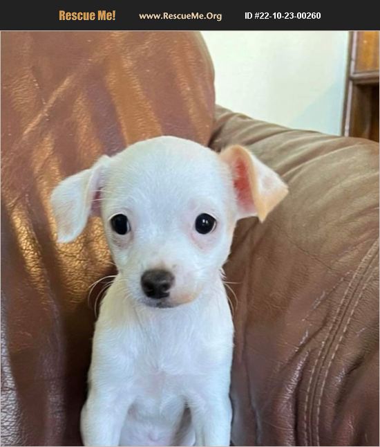 ADOPT 22102300260 Chihuahua Rescue Elk Grove, CA