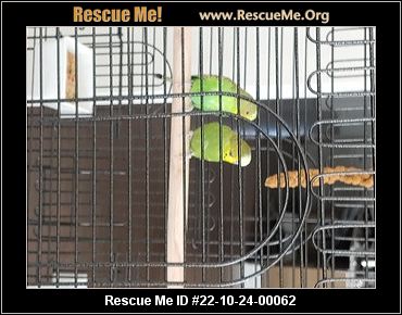 - North Carolina Pet Bird Rescue - ADOPTIONS - Rescue Me!