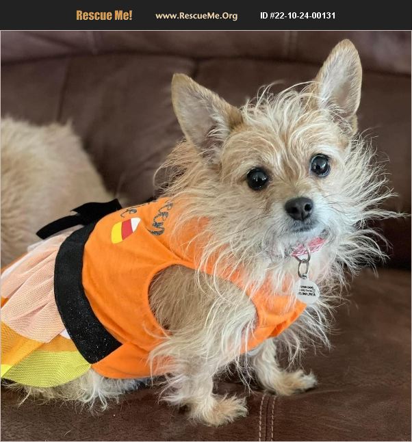 ADOPT 22102400131 Norwich Terrier Rescue Mead, CO