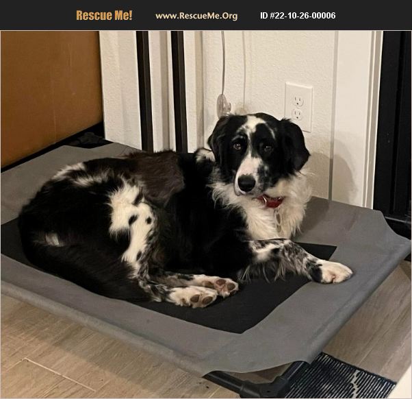 ADOPT 22102600006 Australian Shepherd Rescue Austin, TX