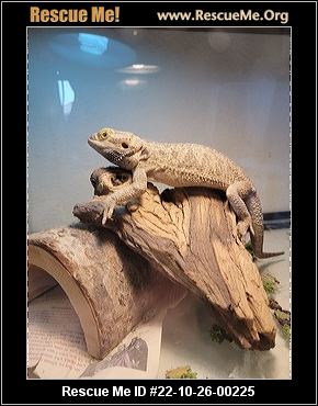 - Oregon Reptile/Amphibian Rescue - ADOPTIONS - Rescue Me!