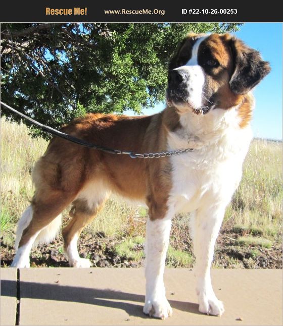 ADOPT 22102600253 Saint Bernard Rescue Silver City, NM