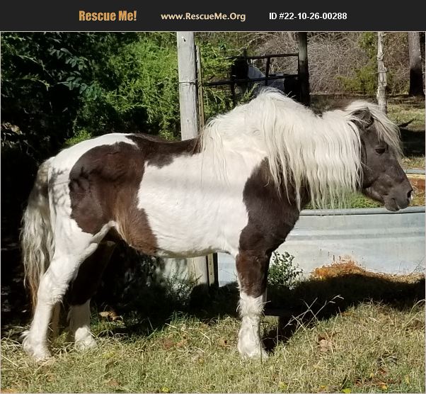 ADOPT 22102600288 Horse Rescue Mountainburg, AR