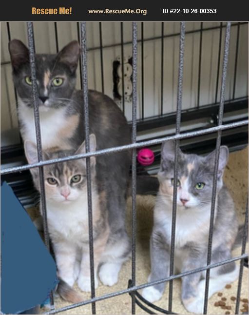 ADOPT 22102600353 Domestic Cat Rescue Van Nuys, CA