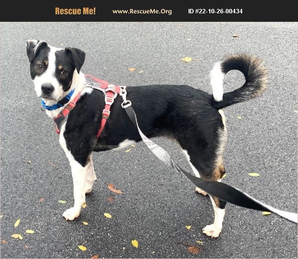 ADOPT 22102600434 Greater Swiss Mountain Dog Rescue Morristown, NJ