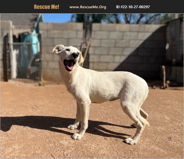 ADOPT 22102700297 Lab Rescue San Diego, CA