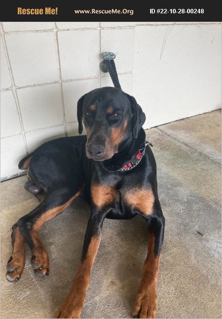 Adopt 22102800248 ~ Doberman Pinscher Rescue ~ Tallahassee, Fl