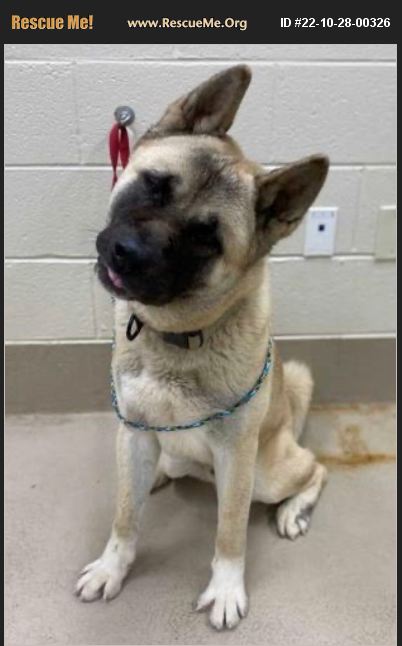 Georgia Akita Rescue Pets For Adoption At Georgia Akita Rescue Division, In Snellville, Ga