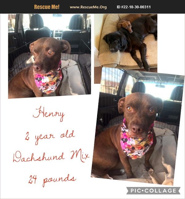 ADOPT 22103000311 Dachshund Rescue San Diego, CA