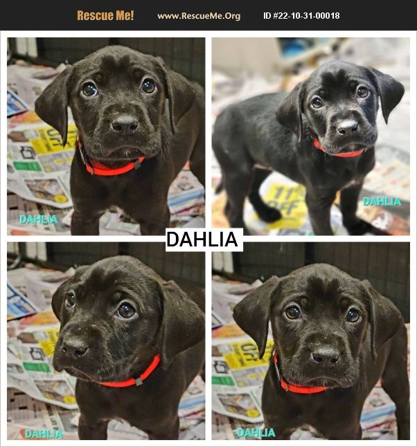 ADOPT 22103100018 Lab Rescue Chicago, IL