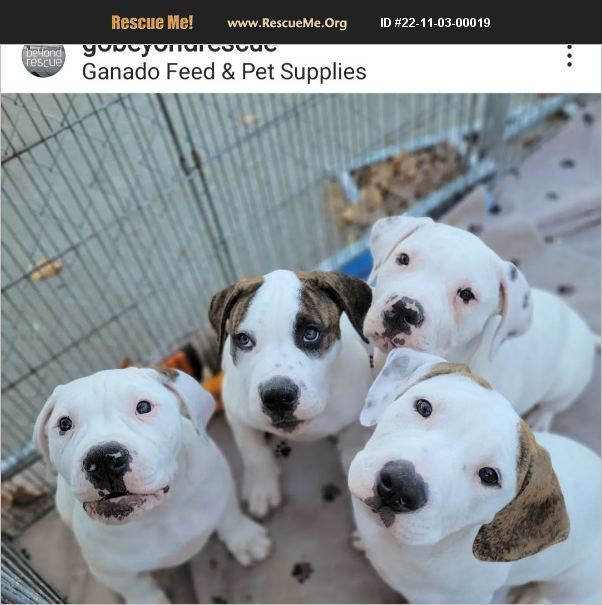 ADOPT 22110300019 American Bulldog Rescue San Francisco, CA