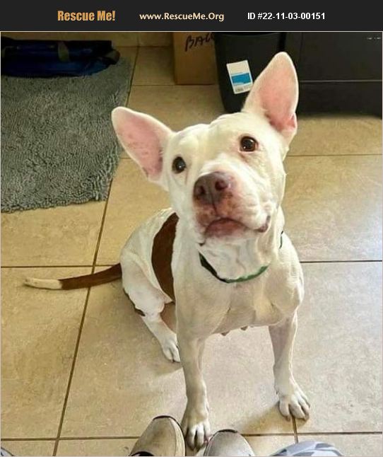 ADOPT 22110300151 American Bulldog Rescue Boca Raton, FL