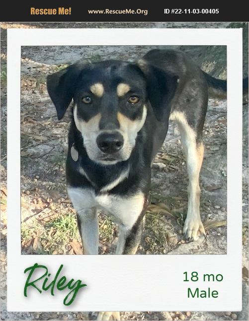 ADOPT 22110300405 Australian Kelpie Rescue Hinesburg, VT
