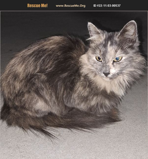 ADOPT 22110300537 Domestic Cat Rescue Norwalk, CA