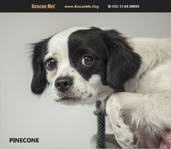 ADOPT 22110400055 Papillon Rescue Washington, GA