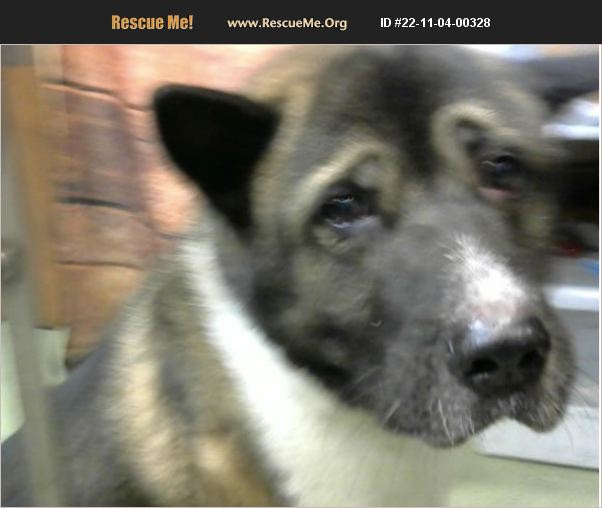 ADOPT 22110400328 ~ Akita Rescue ~ SAN BERNARDINO, CA