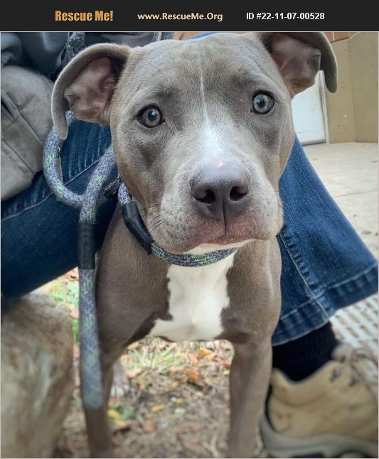 ADOPT 22110700528 Pit Bull Rescue Chicago, IL