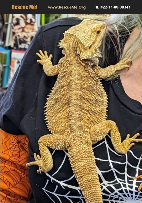 ADOPT 22110800341 ~ Reptile/Amphibian Rescue ~ Vista, CA