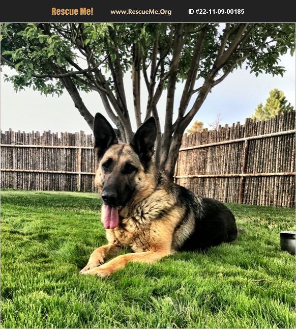 ADOPT 22110900185 German Shepherd Rescue Los Lunas, NM