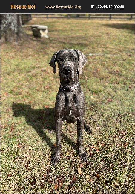 Adopt 22111000240 ~ Great Dane Rescue ~ Nashville , Tn