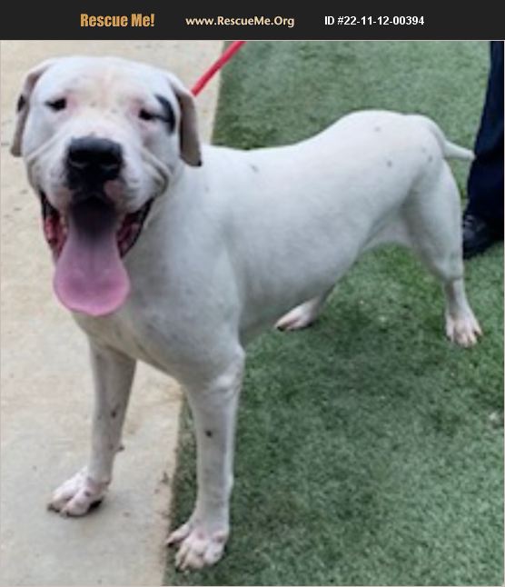 ADOPT 22111200394 American Bulldog Rescue Chatsworth, CA