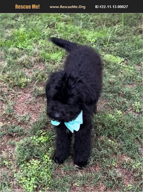 ADOPT 22111300027 ~ Poodle Rescue ~ Dallas, TX