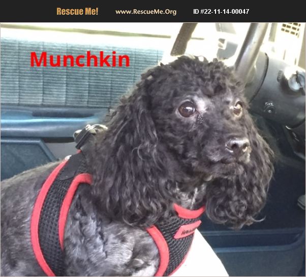 ADOPT 22111400047 Poodle Rescue Raleigh, NC