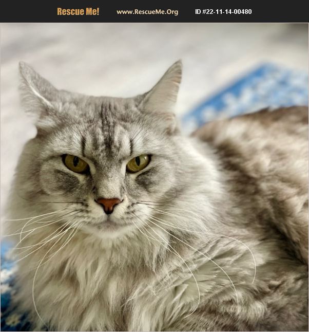ADOPT 22111400480 Norwegian Forest Cat Rescue Palm Coast, FL