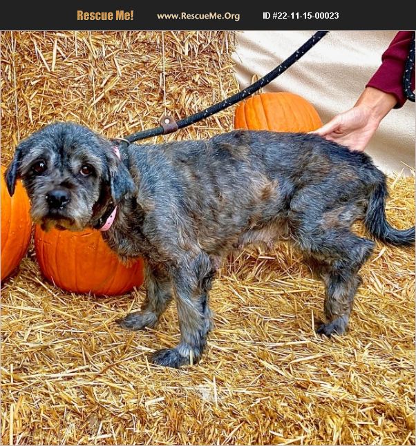 ADOPT 22111500023 Norwich Terrier Rescue costa mesa, CA