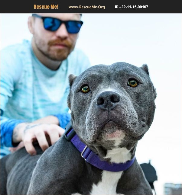 ADOPT 22111500107 American Staffordshire Terrier Rescue Benton, PA