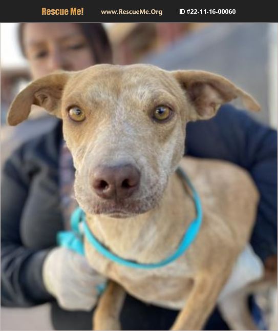 ADOPT 22111600060 American Staffordshire Terrier Rescue Casa Grande, AZ