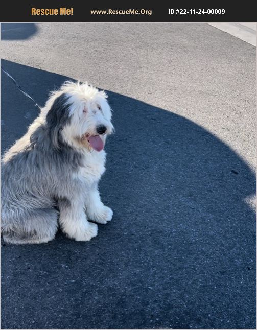 ADOPT 22112400009 Old English Sheepdog Rescue Los Angeles, CA