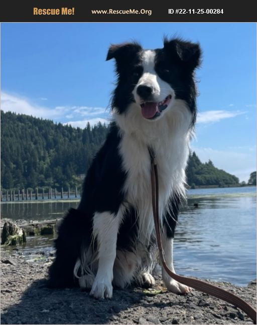 ADOPT 22112500284 Australian Shepherd Rescue Oregon City, OR