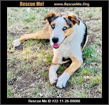 blue heeler rescue houston