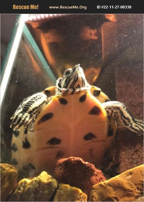 ADOPT 22112700338 ~ Reptile/Amphibian Rescue ~ St. Peters, MO